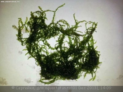 Опознание аквариумных растений - moss2.jpg