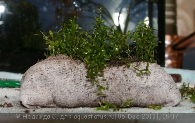 Фото Мой аквариум 40 литров Надежда С  (photo#47887)