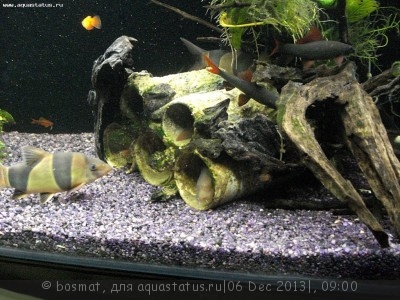 Мой аквариум Боцарий 280 литров bosmat  - DSC03540ю.jpg