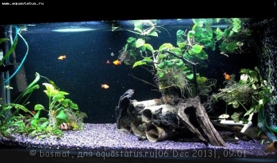 Мой аквариум Боцарий 280 литров bosmat  - DSC03538б.jpg