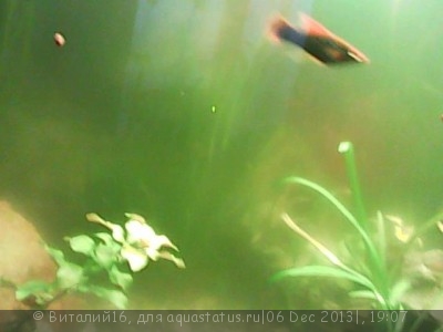 Фото Цветение воды, зеленая вода, позеленела аквариум (photo#47956)