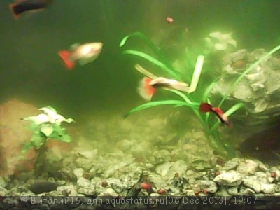 Фото Цветение воды, зеленая вода, позеленела аквариум (photo#47957)