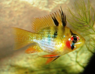 Красные жабры у аквариумных рыб, покраснели жабры - DSC03073.JPG