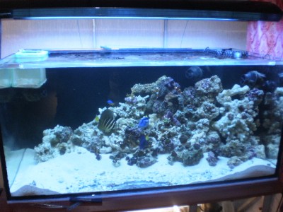 Мой морской аквариум 400 литров mishael  - PA310239.JPG