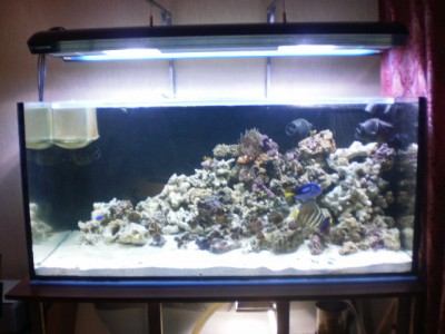 Мой морской аквариум 400 литров mishael  - PB020245.JPG