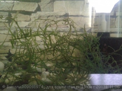 Опознание аквариумных растений - Фото-0050.jpg