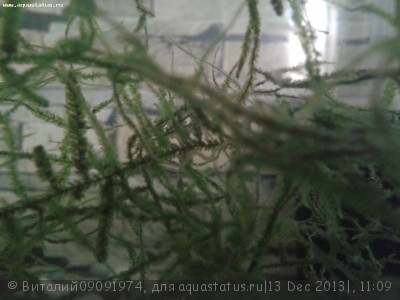 Опознание аквариумных растений - Фото-0051.jpg