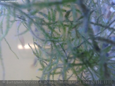 Опознание аквариумных растений - Фото-0057.jpg