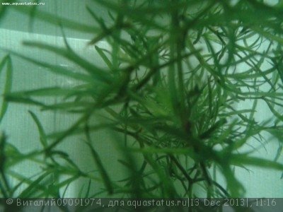 Опознание аквариумных растений - Фото-0056.jpg