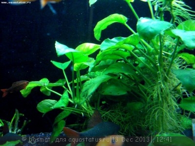 Мой аквариум Боцарий 280 литров bosmat  - DSC03673б.jpg
