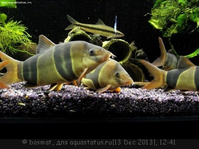 Мой аквариум Боцарий 280 литров bosmat  - DSC03577ь.jpg