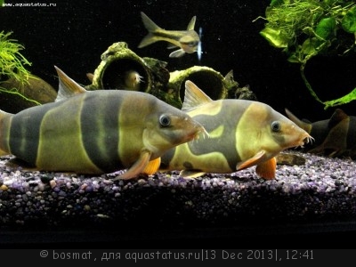 Мой аквариум Боцарий 280 литров bosmat  - DSC03578б.jpg