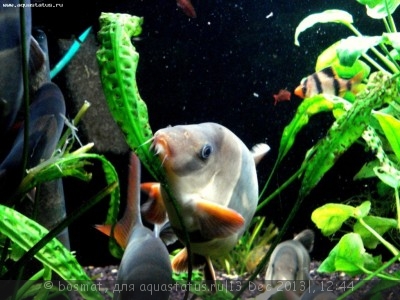 Мой аквариум Боцарий 280 литров bosmat  - DSC03641б.jpg