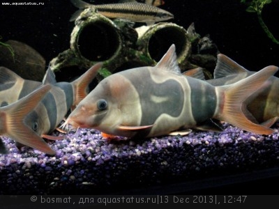 Мой аквариум Боцарий 280 литров bosmat  - DSC03663б.jpg