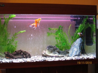 Мой аквариум 150 литров Gora  - IMG_0282.jpg