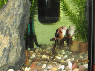 Мой аквариум 150 литров Gora  - IMG_0270.jpg
