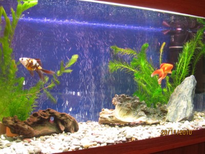 Мой аквариум 150 литров Gora  - IMG_0289.jpg