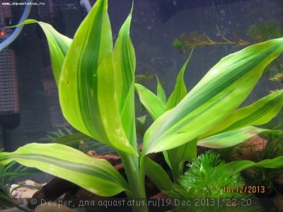 Опознание аквариумных растений - IMG_2402.JPG
