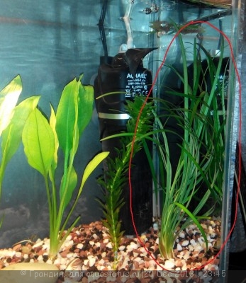 Опознание аквариумных растений - IMG_20131220_233533.jpg