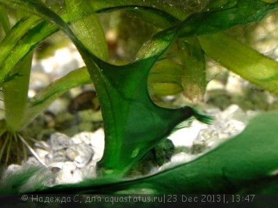 Сине-зеленые водоросли и причины их появления - сз.jpg