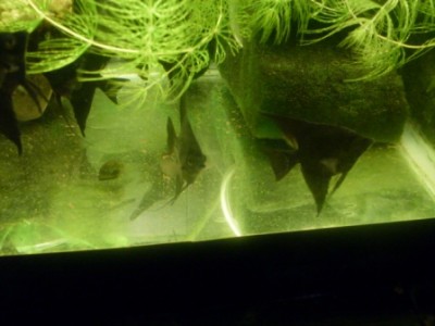 Карантин рыб в аквариуме - 3333.JPG