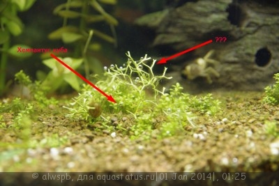 Опознание аквариумных растений - 2014-01-01 011658 4.JPG