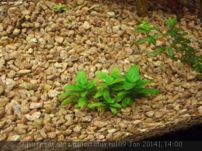 Опознание аквариумных растений - DSCF3374.jpg