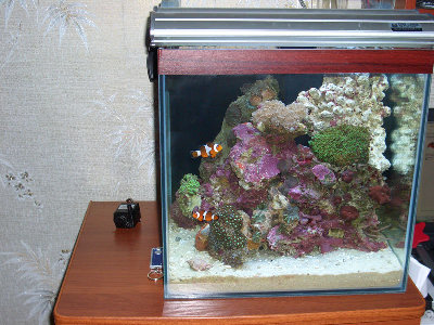 Морской мини аквариум 30 литров Roman  - CIMG0948.JPG