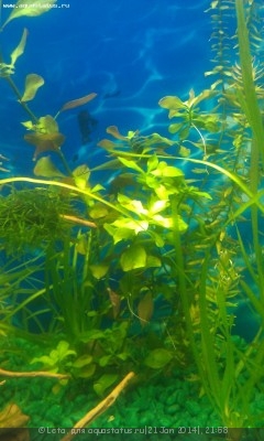 Опознание аквариумных растений - IMAG1043.jpg