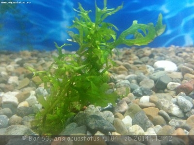Опознание аквариумных растений - 20140204_123640.jpg