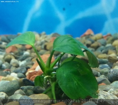 Опознание аквариумных растений - 20140209_124300.jpg