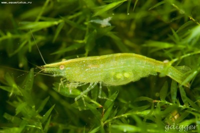 Фото Креветка бабаулти Caridina babaulti  (photo#51265)