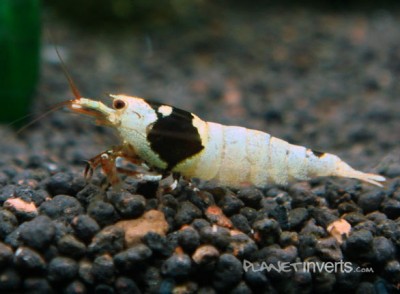 Фото Креветка-пчелка, черный кристалл Bee Shrimp, Caridina cantonensis sp Bee  (photo#51267)