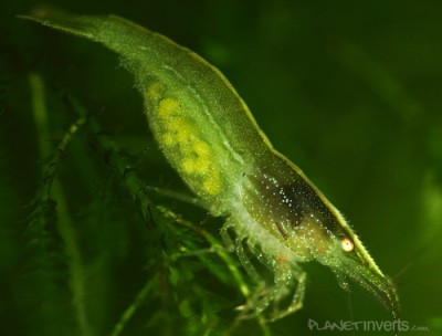 Фото Темно-зеленая креветка Dark Green Shrimp, Caridina sp. Dark Green  (photo#51268)