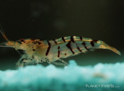 Тигровая креветка, Tiger Shrimp (Tiger Shrimp, Caridina cantonensis sp. "Tiger")