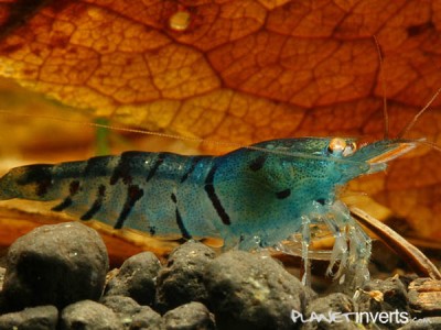 Синяя тигровая креветка (Blue Tiger, Caridina cantonensis sp "blue")