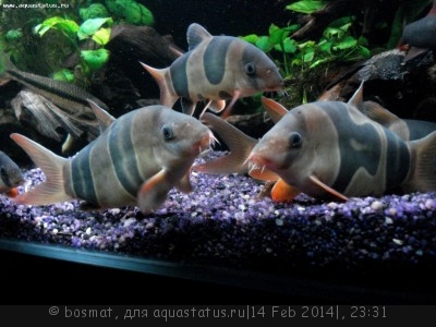 Мой аквариум Боцарий 280 литров bosmat  - DSC04051ь.jpg