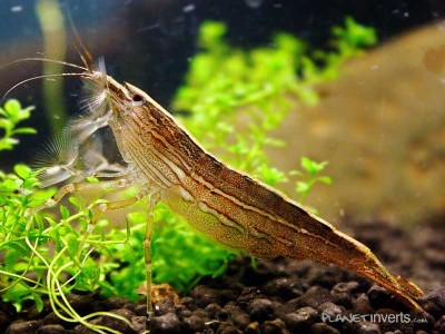 Фото Атиопсис, банановая креветка Bamboo Shrimp, Atyopsis moluccensis  (photo#51283)