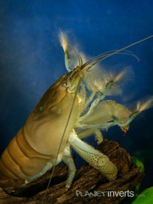 Фото Атия, креветка-фильтратор African Filter Shrimp, Atya gabonensis  (photo#51284)