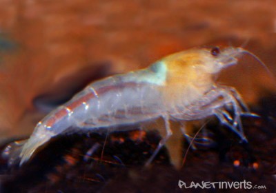 Фото Белая пчела White Bee Shrimp, Caridina cantonensis sp. White Bee  (photo#51285)