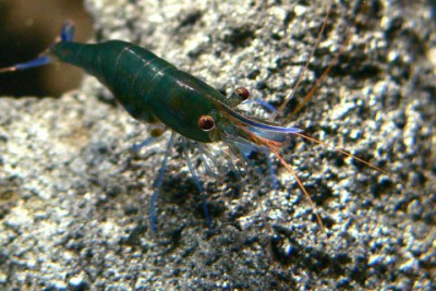 Голубоногая пчела из Посо (Caridina caerulea)