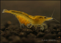 Фото Желтая креветка Neocaridina heteropoda var yellow , Yellow Shrimp  (photo#51288)