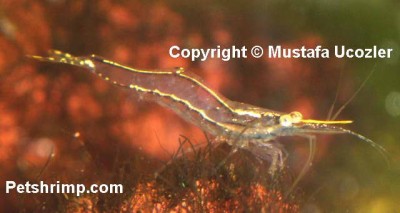 Фото Желтоносая креветка Caridina Brachydactyla, Xiphocaris elongata  (photo#51289)