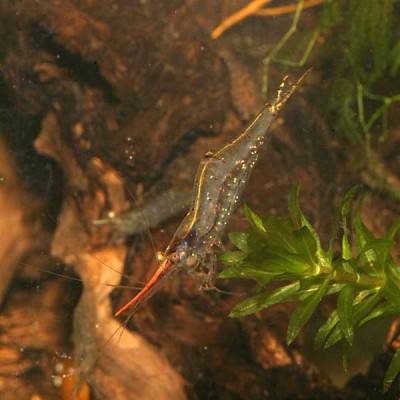 Фото Красноносая креветка Caridina gracilirostris, Redfronted Shrimp, Arrow Shrimp  (photo#51291)