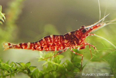 Фото Креветка Brown Camo Brown Camo Shrimp, Caridina sp Brown Camo  (photo#51293)