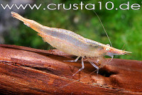 Фото Креветка Caridina Brevicarpalis Brevicarpalis (photo#51294)