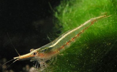 Фото Креветка Caridina Brevicarpalis Endehensis (photo#51295)