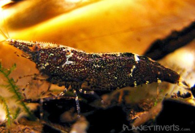 Фото Креветка Малайя Malaya Shrimp, Caridina sp. Malaya  (photo#51297)