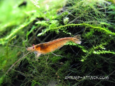 Фото Креветка Red Tupfel Caridina serrata sp. Red Tupfel  (photo#51298)