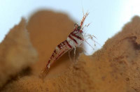 Фото Креветка Caridina Spongicola Spongole Shrimp  (photo#51300)